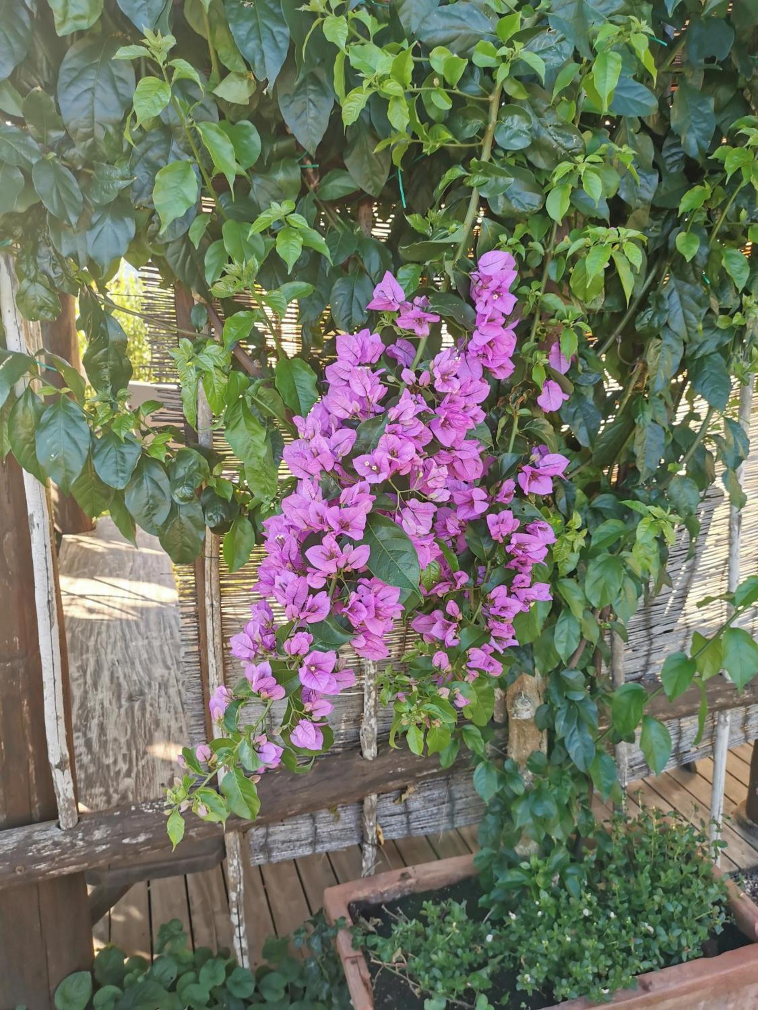 Podere Serena كاستاجنيتو كاردوتشي المظهر الخارجي الصورة